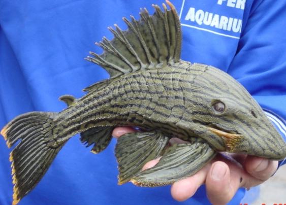 L027 Brazilian Platinum Royal Pleco - 9-10 Inch